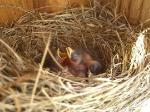 5 Newly Hatched Baby Bluebirds.jpg